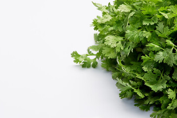 Fresh coriander leaves white background