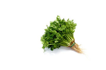 Fresh coriander leaves white background