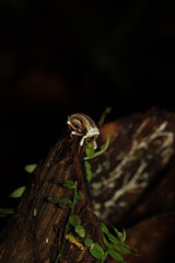 Brown weevil with white spot color. From west Papua, Indonesia
