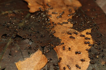 Termites army looking for food