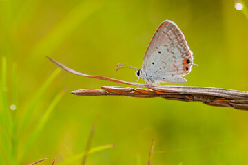 butterfly, picture of a butterfly on a wildflower on a bokeh background 2