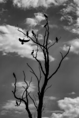 Vögel sitzen auf einen abgestorbenen Baum