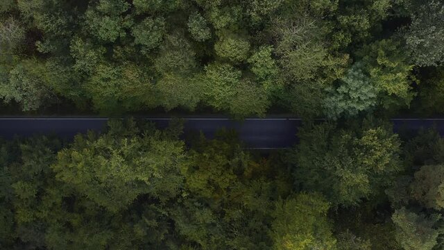 Street from above with the top down view on green and autumn colored treetops with a driving car from left to the right - loopable background theme