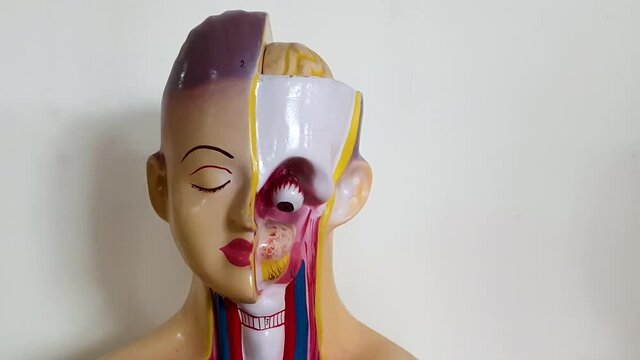 Study model for human Anatomy at the medical college.