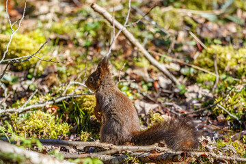 Fototapeta premium Red Squirrel sitting at the ground at looking