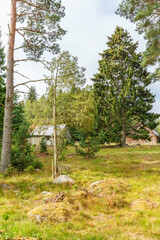 Overgrown rural landscape with barns