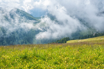 Flowers on a summer meadow in the Alps