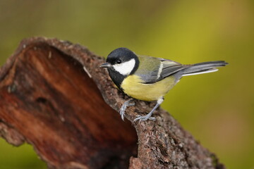 Portrait of a great tit. Tit sitting on the tree bark. Parus major.