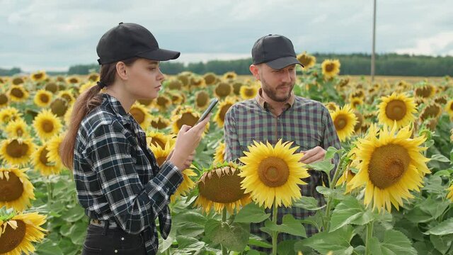 Countryside, man and woman farmers are standing in a field of sunflowers and takes pictures of yellow flowers on a smartphone, investigating plants.