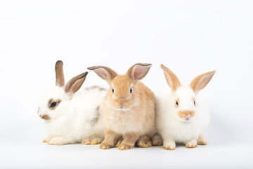 Fototapeta premium Group of brown and white rabbit on isolated white background at studio. It's small mammals in the family Leporidae of the order Lagomorpha. Animal studio portrait.