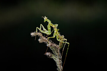 close up of a mantis