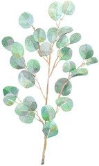 Watercolor sprig of eucalyptus. Illustration for card, invitation, paper. Leaves isolated on the white background.