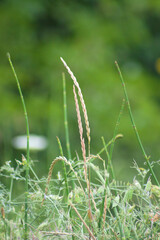 Branched scouringrush seeds closeup view with green plants blurred on background