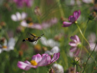 コスモスとスズメガ