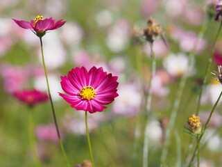 コスモス