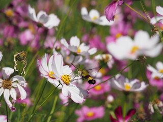 コスモスとスズメガ