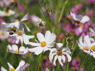 Obraz premium コスモスとスズメガ