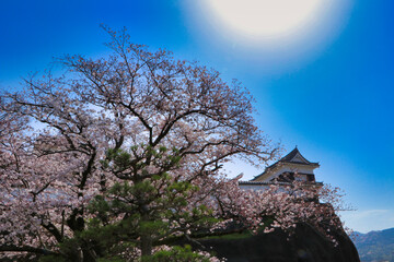 Usuki castle and cherry blossoms