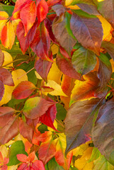 autumn floral ornament - wall of colored leaves