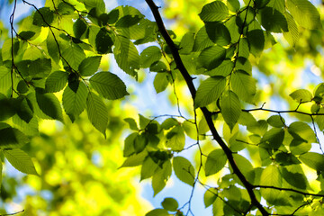 Blue sky and tree leaves