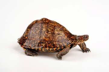 Pracht-Erdschildkröte // Painted wood turtle (Rhinoclemmys pulcherrima manni)