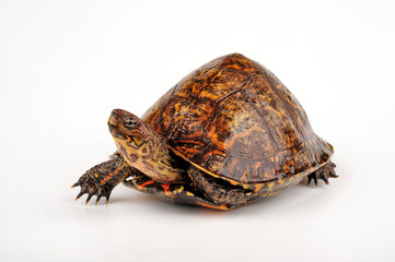 Painted wood turtle // Pracht-Erdschildkröte (Rhinoclemmys pulcherrima manni)