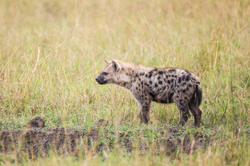 Hyenas young and adults playing around the den in the Masai Mara, Kenya
