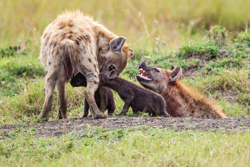 Fototapeta premium Hyenas young and adults playing around the den in the Masai Mara, Kenya