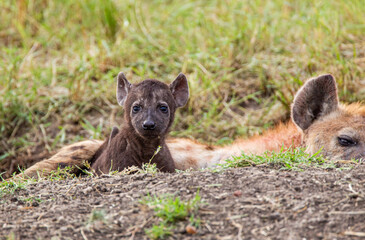 Fototapeta premium Hyenas young and adults playing around the den in the Masai Mara, Kenya