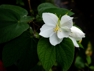 Yellow Pollen of White Kalong Flower Blooming