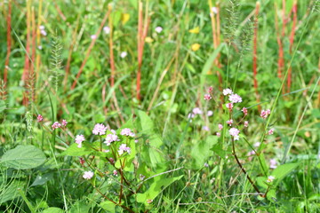 かわいいミゾソバの花