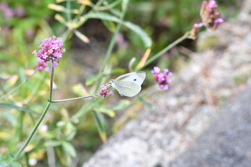 アレチハナガサに止まるモンシロチョウ