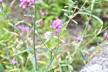 アレチハナガサに止まるモンシロチョウ