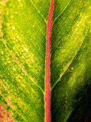 Abstract Blur of Red Branch Aglaonema Leaf