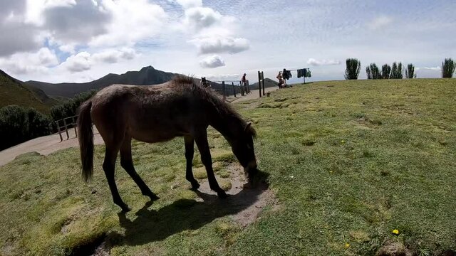 A donkey is eating grass on the moorlands of Rucu Pichincha near Quito, Ecuador.