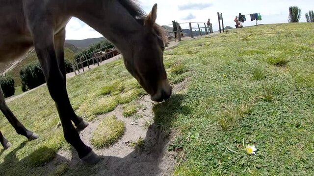 A donkey is eating grass on the moorlands of the Andes in Rucu Pichincha, a dormant volcano near Quito, Ecuador.