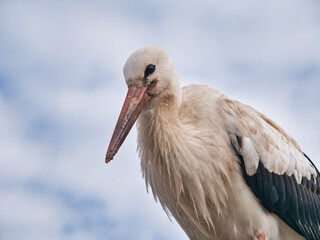 hand made white stork symbol of belarus