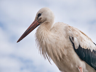 hand made white stork symbol of belarus