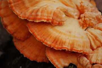 close up of a mushroom