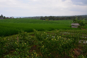 Fototapeta na wymiar Beautiful rice terrace for travel destination. Location Soka, Tabanan, Bali