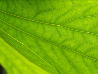 Abstract Stripes of Papaya Leaf