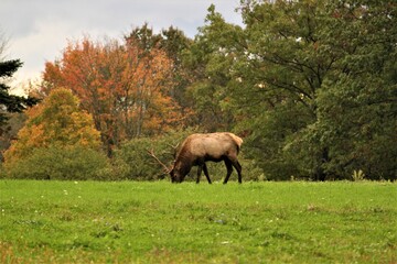 elk in a field 