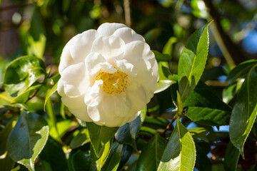 Japanese camellia