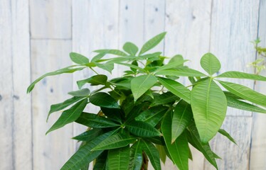 観葉植物　パキラ　癒し