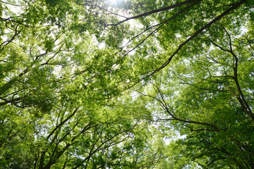 下鴨神社　糺ノ森の新緑　京都市左京区