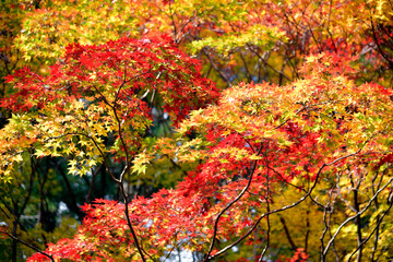 秋の神護寺　境内の紅葉　京都市右京区高雄