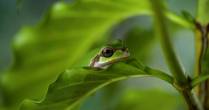 Video of a tree frog resting on a leaf.
