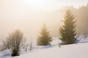 Obraz premium tree on the snow covered hill. winter scene with mist glowing morning light. coniferous forest in the distance