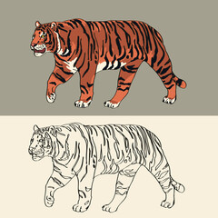 vector drawing coloring adult tiger