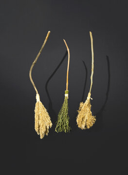 Levitating witch&acute;s broomssticks against black backgroumd. Funny Halloween minimal decoration concept, vertical composition